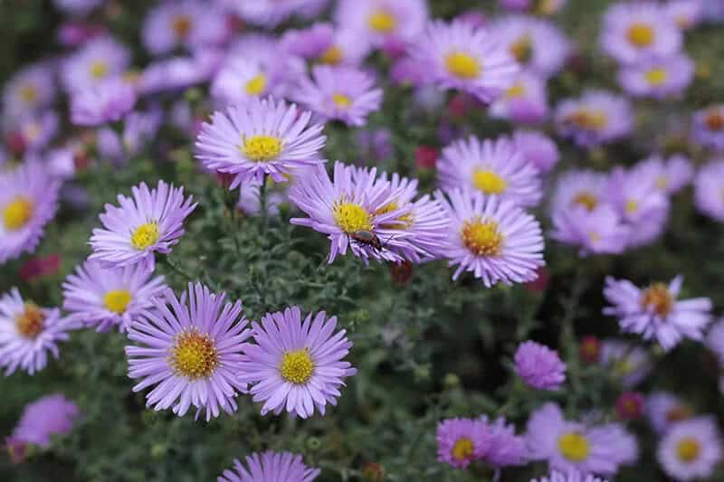 Aster (Aster x Frikartii ‘Wunder von Stafa’)