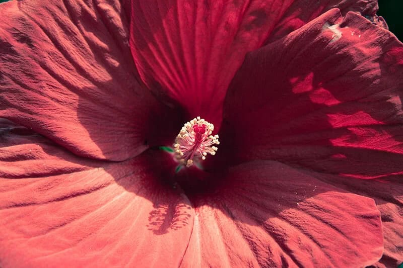 Hardy Hibiscus (Hibiscus ‘Cranberry Crush’)