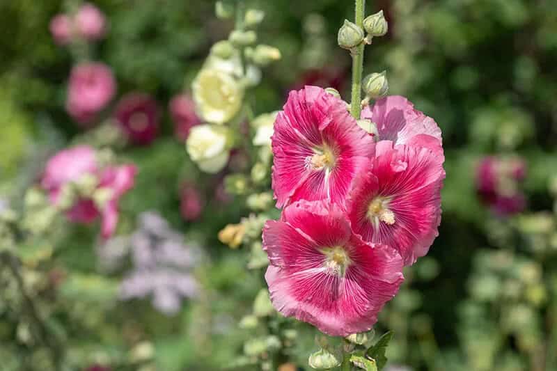 Hollyhock (Alcea Rosea)