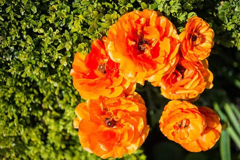 Buttercup (Scientific Name: Ranunculus Asiaticus)