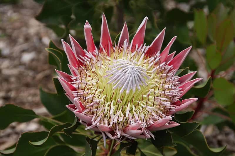 King Protea (Protea Cynaroides)