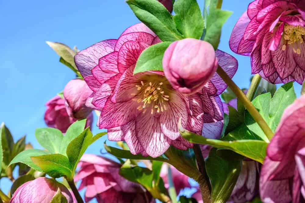 Hellebore (Helleborus)