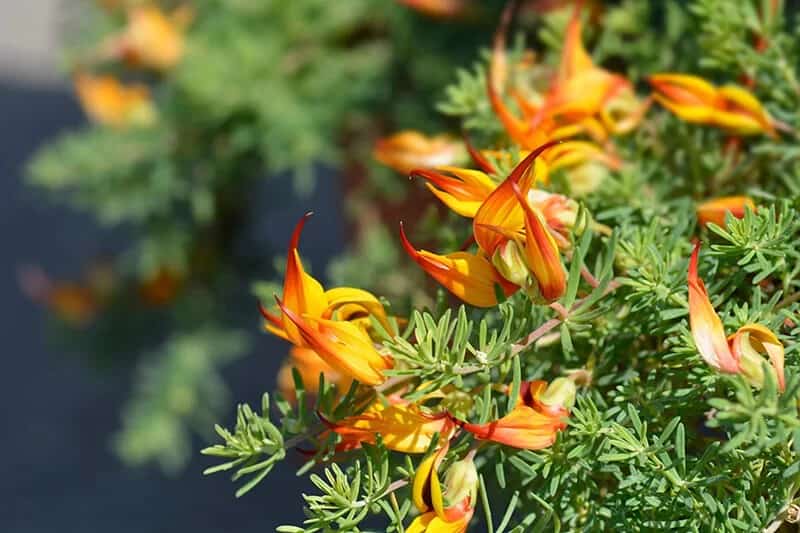 Parrot’s Beak (Lotus berthelotii)