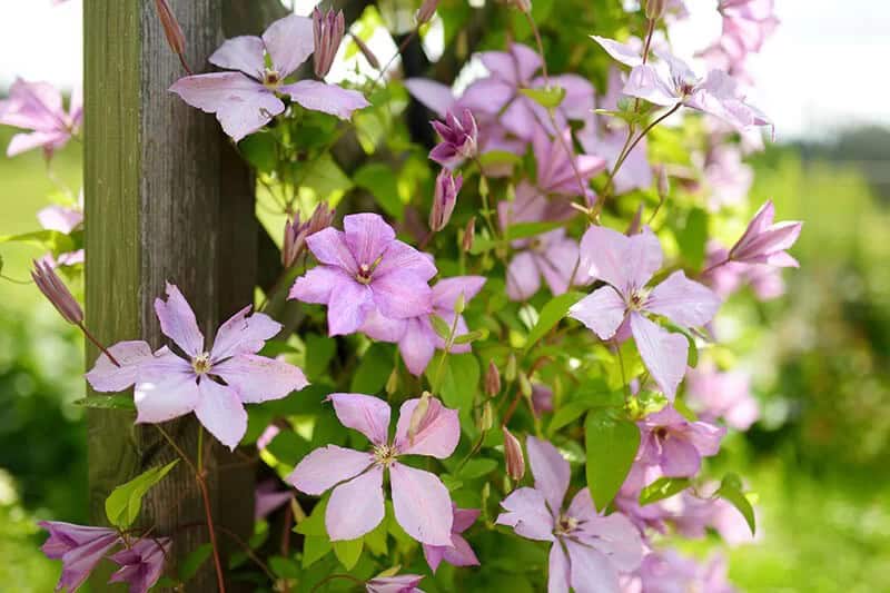 Clematis (Clematis ‘The President’)