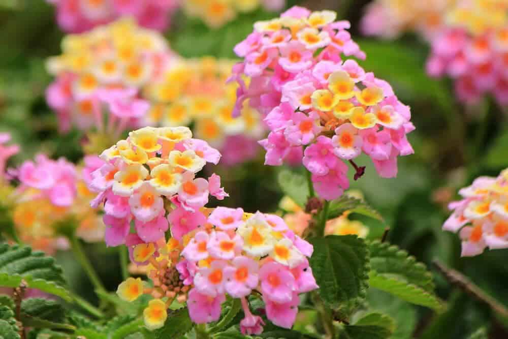 Lantana (Lantana spp.)