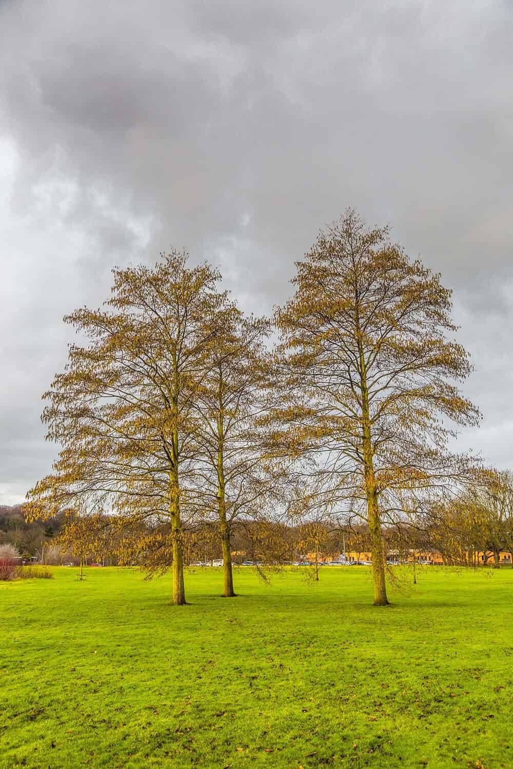 Gray Alder, Speckled Alder (Alnus incana)