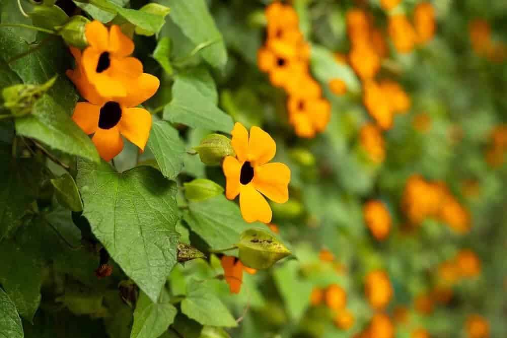 Black-Eyed Susan Vine (Thunbergia alata)