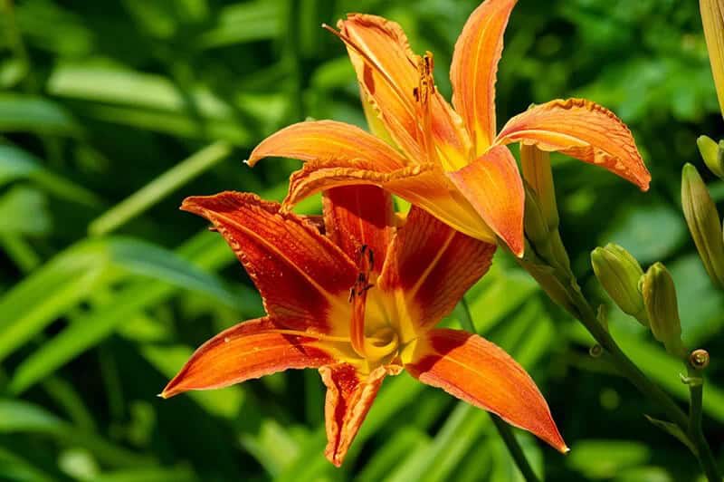 Lilium Lancifolium (Tiger Lily)