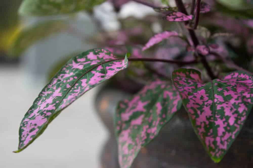 Polka Dot Plant (Hypoestes phyllostachya)