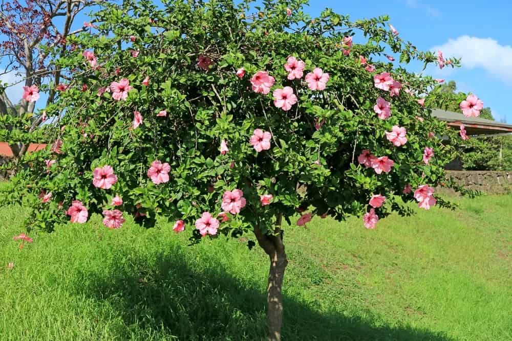 Hibiscus rosa-sinensis ‘Pink’ (Hibiscus Tree)