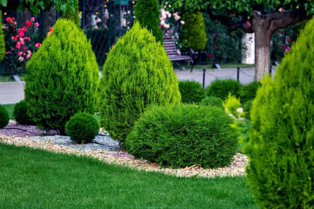 Arborvitae (Thuja)