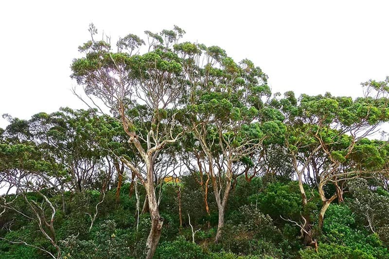 Evergreen Species: The Eucalyptus (Eucalyptus)