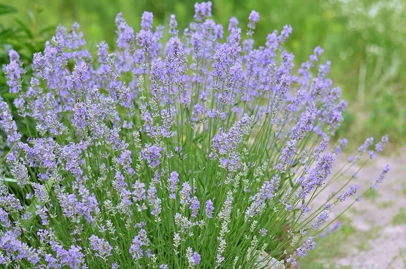 English Lavender (Lavandula Angustifolia)