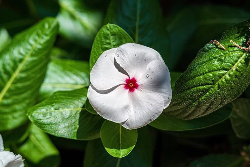 Periwinkle (Catharanthus roseus, Vinca Minor)