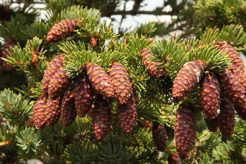 Engelmann’s Spruce (Picea engelmannii)