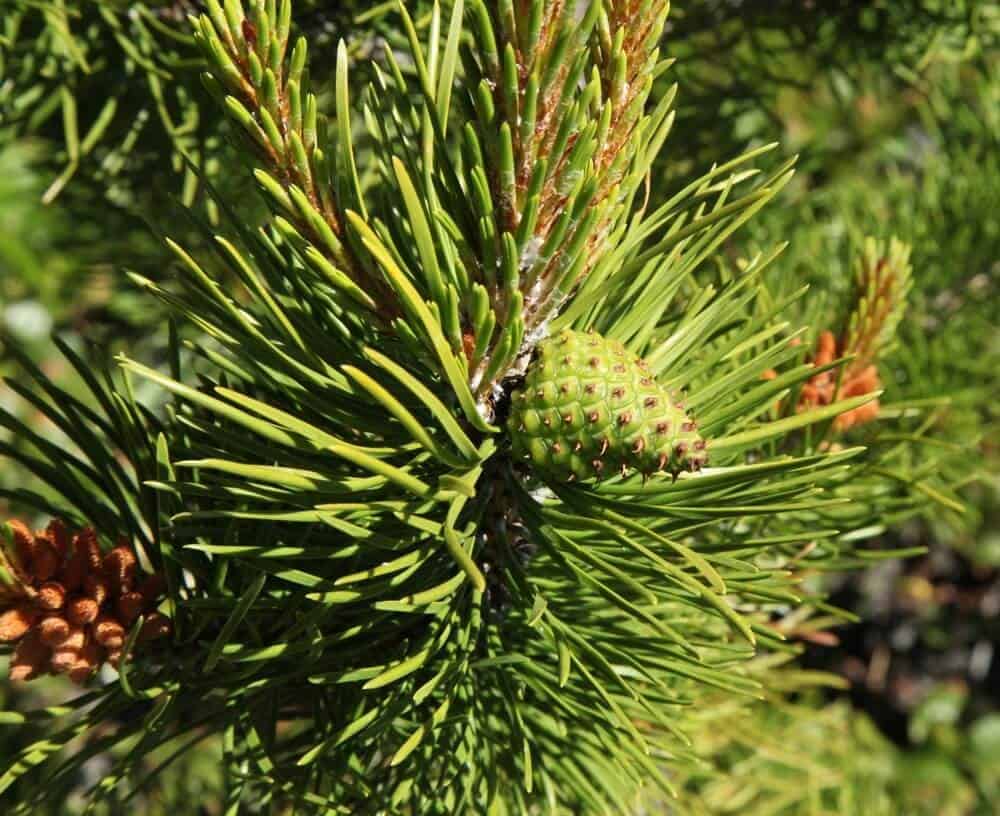 Lodgepole Pine (Pinus contorta)