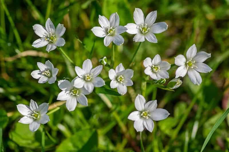 Star of Bethlehem (Ornithogalum Umbellatum)