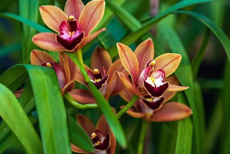 Cymbidium Orchid (Scientific Name: Cymbidium)