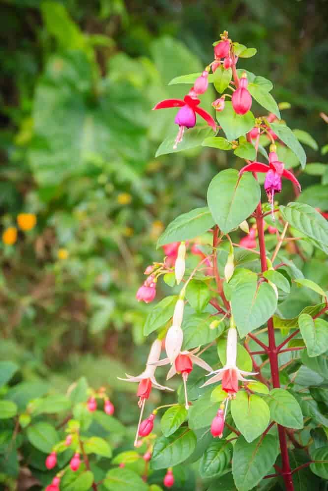 Hardy Fuchsia (Fuchsia magellanica)