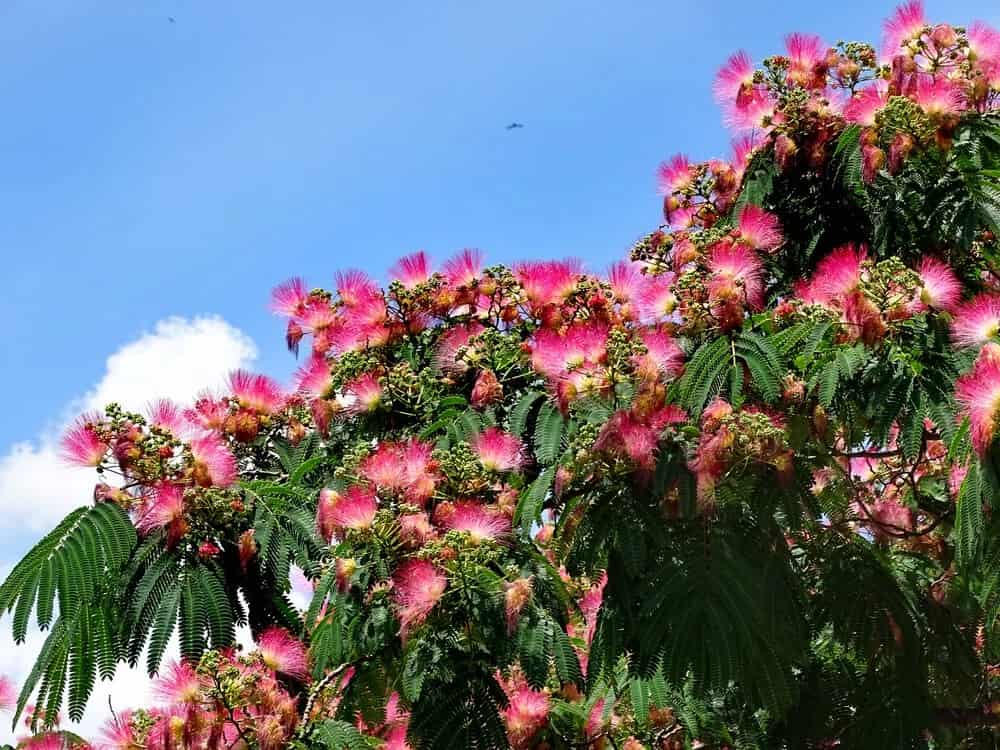 Albizia julibrissin (Mimosa Tree)