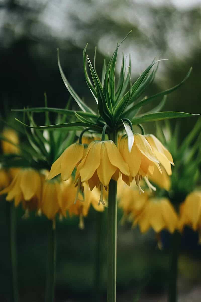 Crown Imperial Yellow (Fritillaria Lutea)