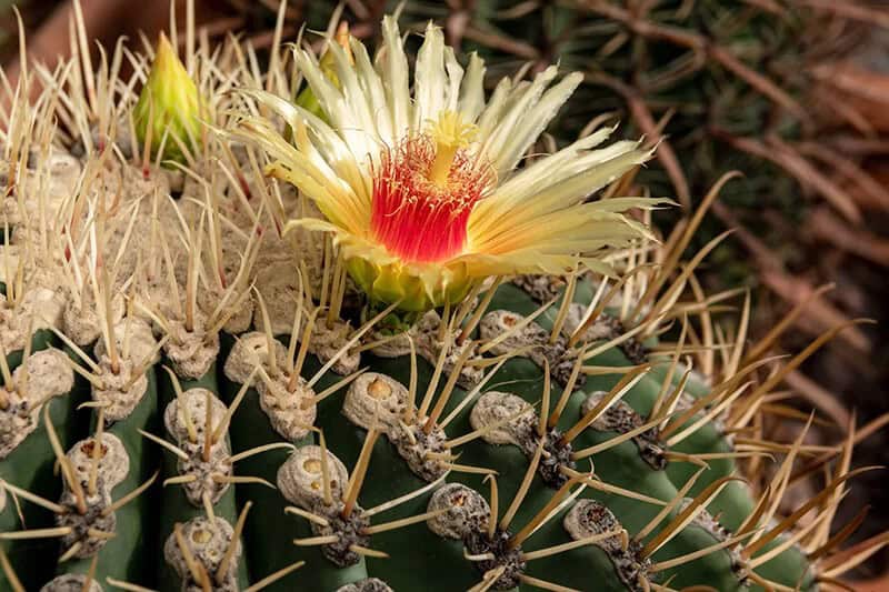 Golden Barrel (Echinocactus Grusonii)