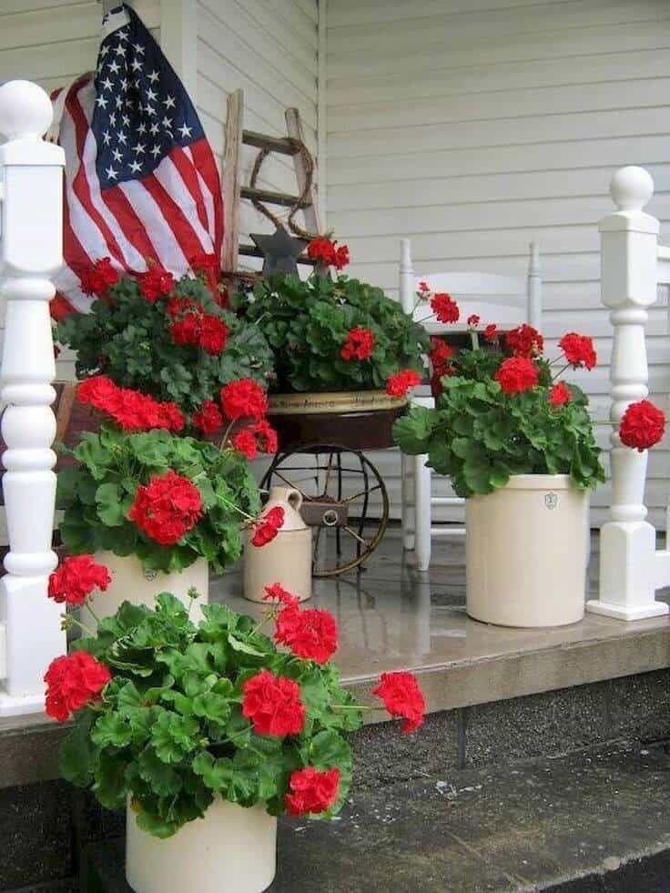 Patriotic Red Geraniums in Various Containers