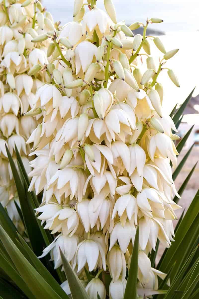 Spanish Bayonet (Yucca Aloifolia)