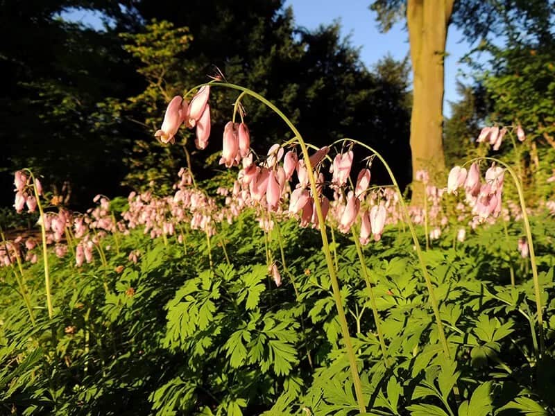 Wild Bleeding Heart (Dicentra Eximia)