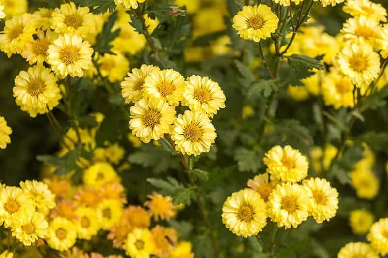 Chrysanthemum (Mums or Chrysanths)