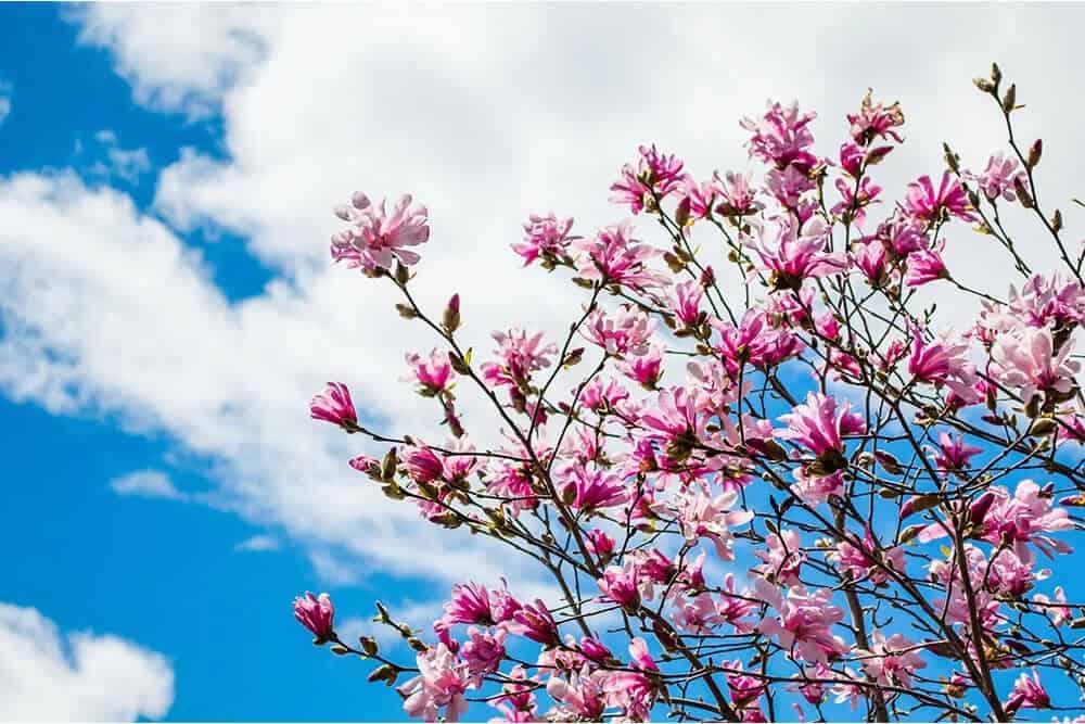 Pink Forsythia (Abeliophyllum distichum ‘Roseum’)