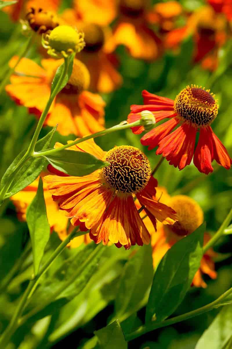 Helenium (Scientific Name: Helenium Autumnale)