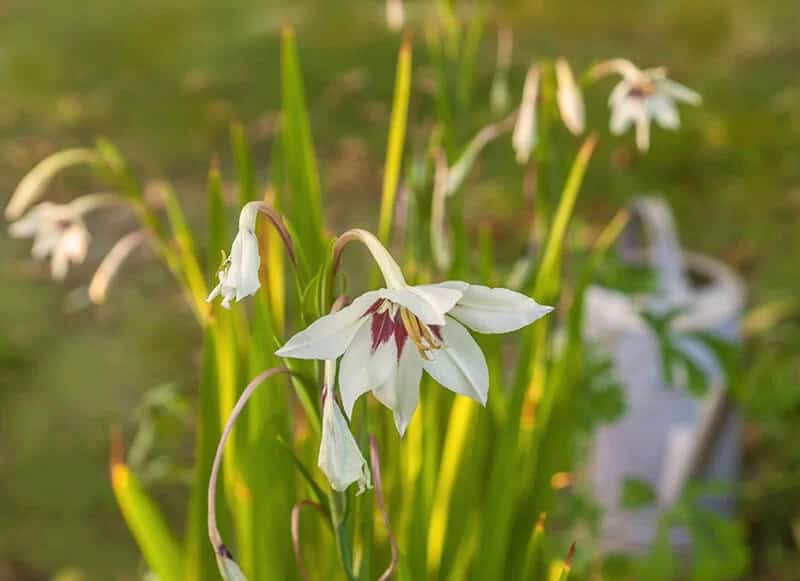 Peacock Orchid (Gladiolus Acidanthera)