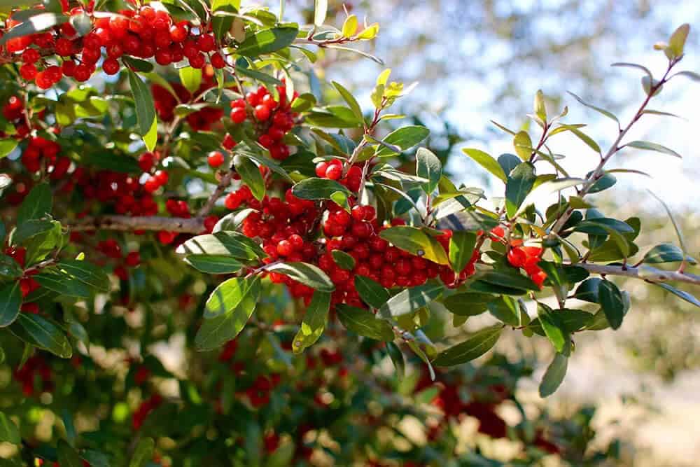 Yaupon Holly (Ilex vomitoria)