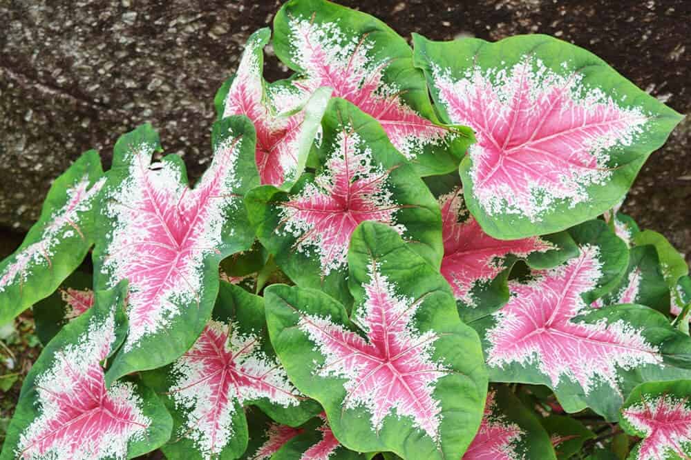 Caladium, Angel’s Wings (Caladium bicolor ‘Va Va Violet’)