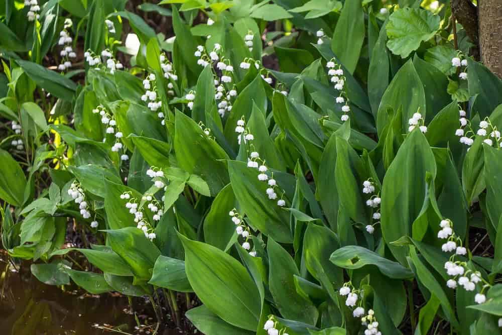 Lily-of-the-Valley (Convallaria majalis)