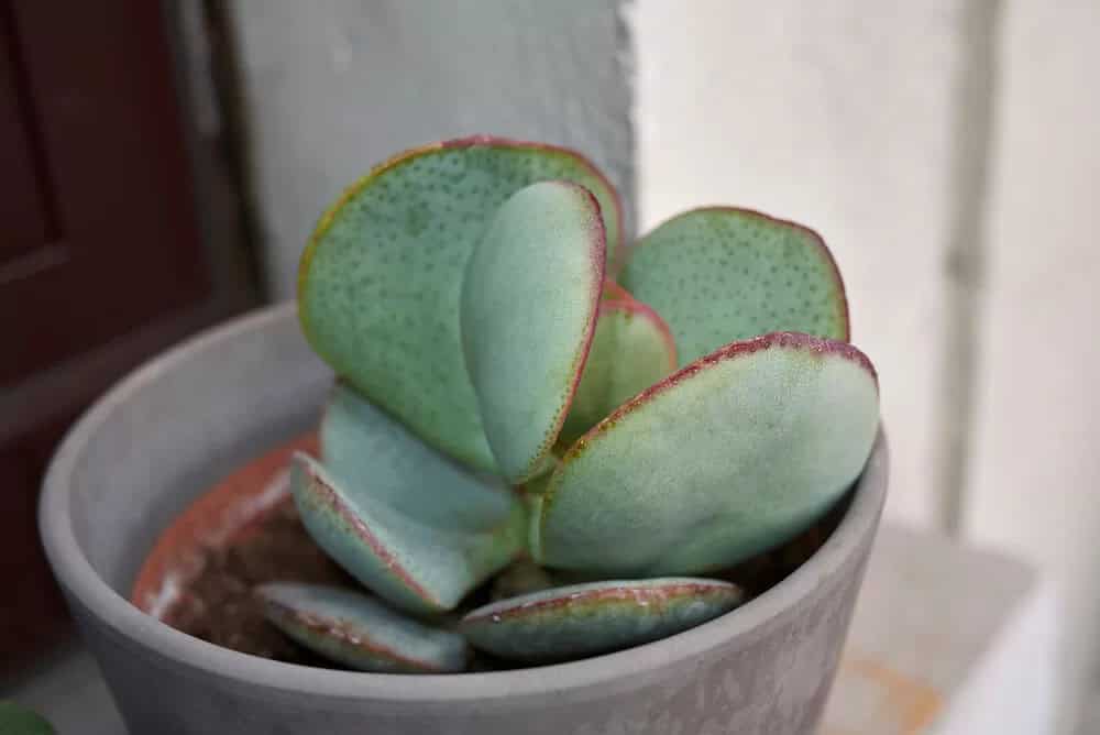 Silver Dollar Jade (Crassula arborescens)