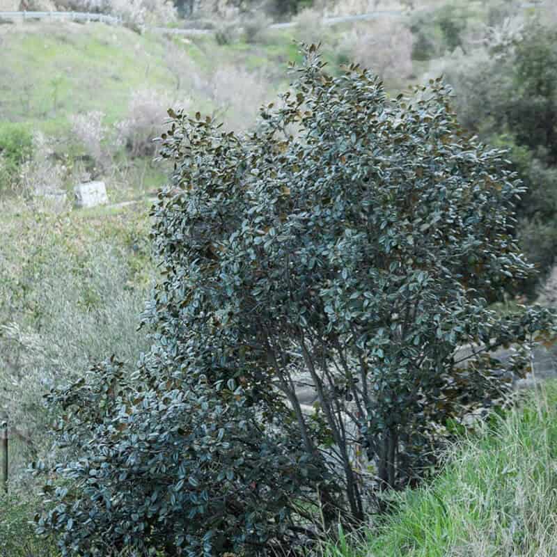 Golden Oak Tree (Quercus Alnifolia)