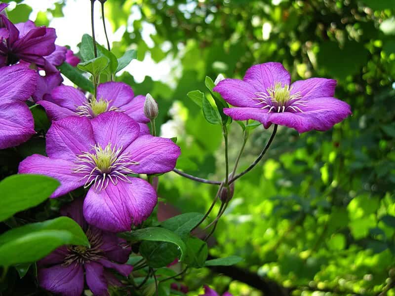 Clematis (Clematis)