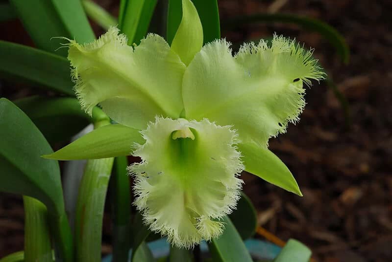 Orchid (Cattleya)