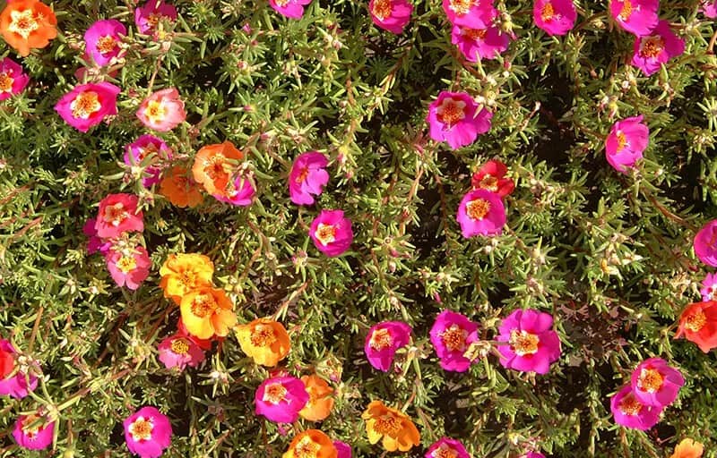 Portulaca (Portulaca)