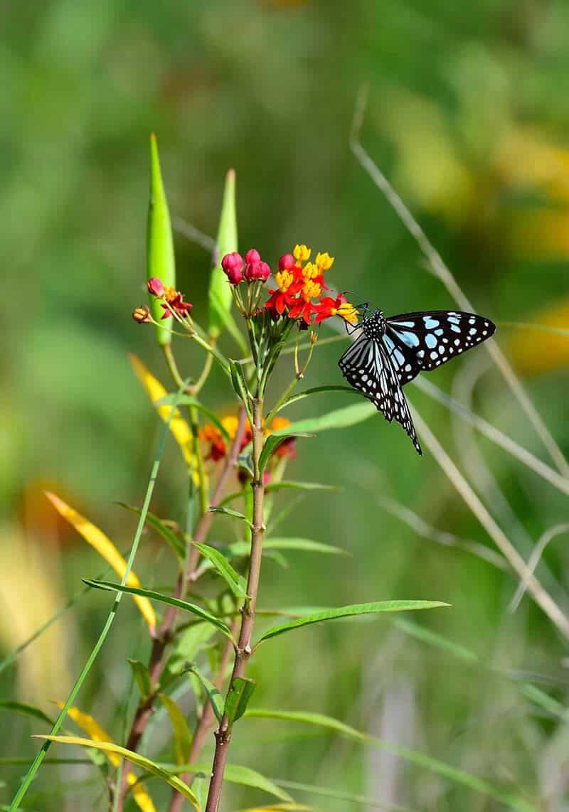 Tropical Milkweed (Asclepias Curassavica)