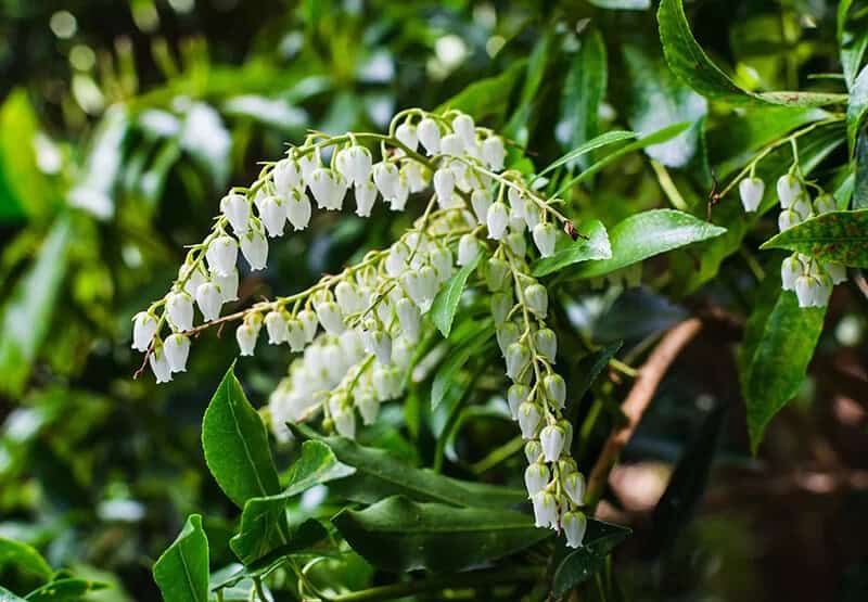 Mountain Fire (Pieris japonica)