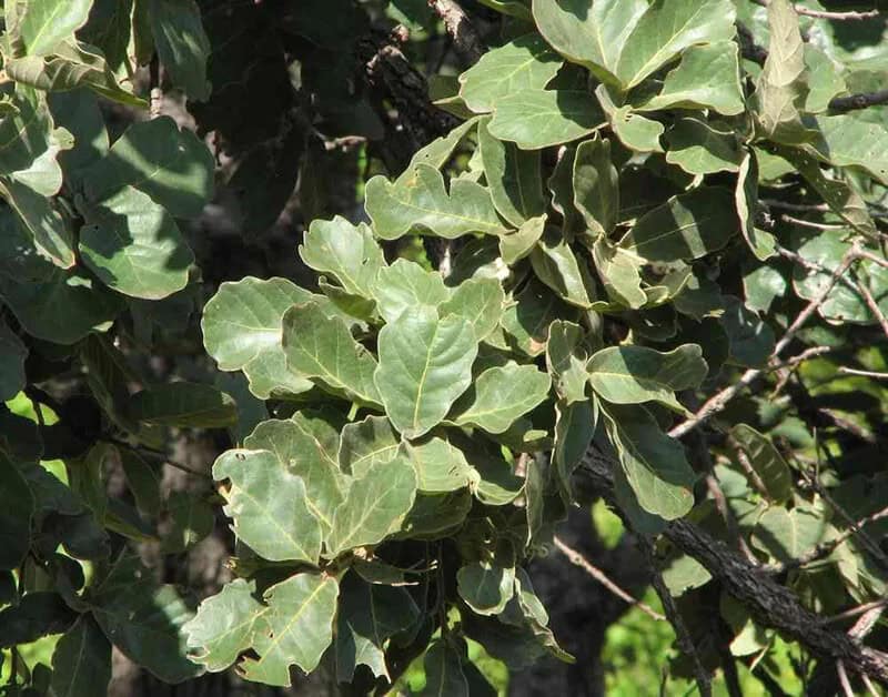 Chihuahua Oak (Quercus Chihuahuensis)