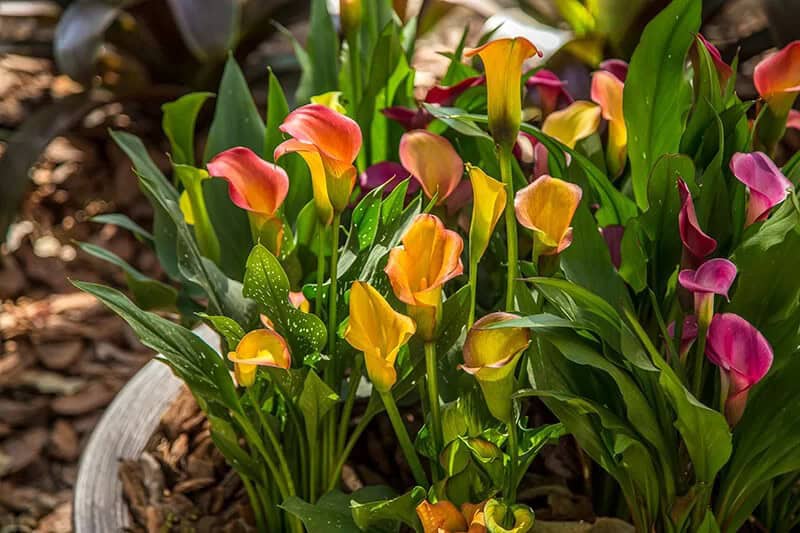 Calla Lily (Zantedeschia Rehmannii)