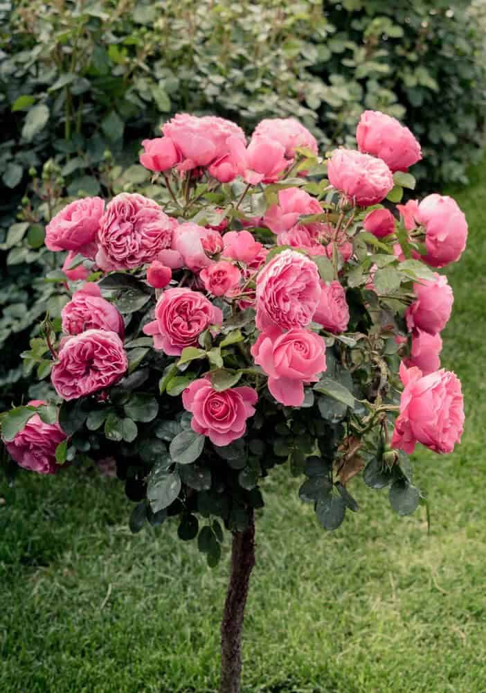 Rosa ‘Radcon’ (Rose Tree)