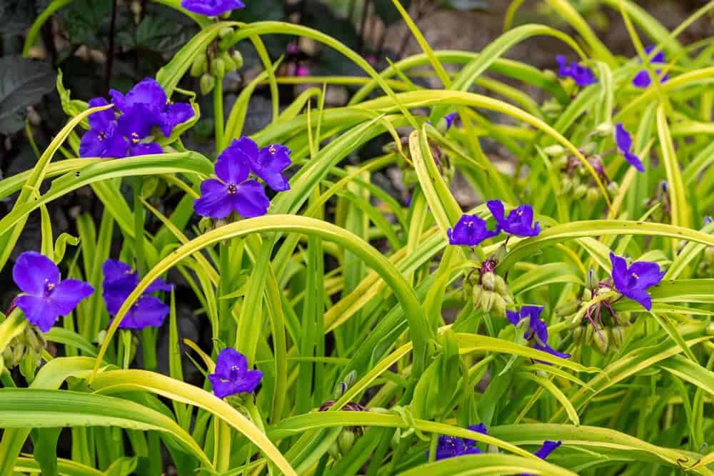 Spiderwort (Tradescantia spp.)