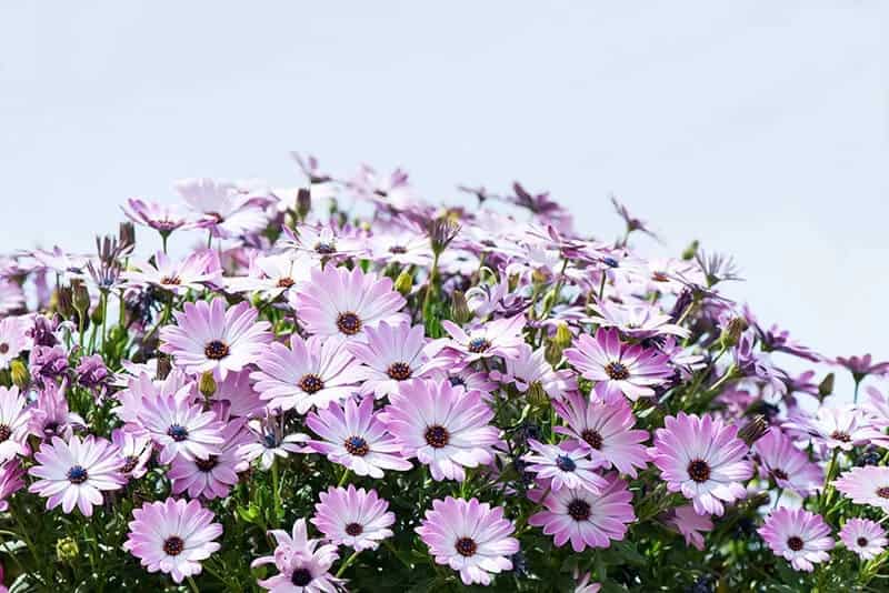 African Daisy (Osteospermum)