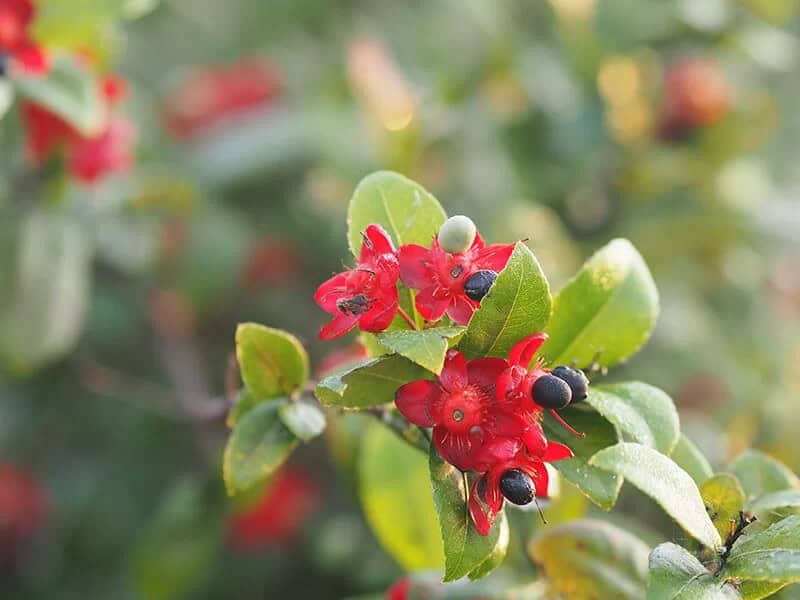 Mickey Mouse Bush (Ochna Serrulata)