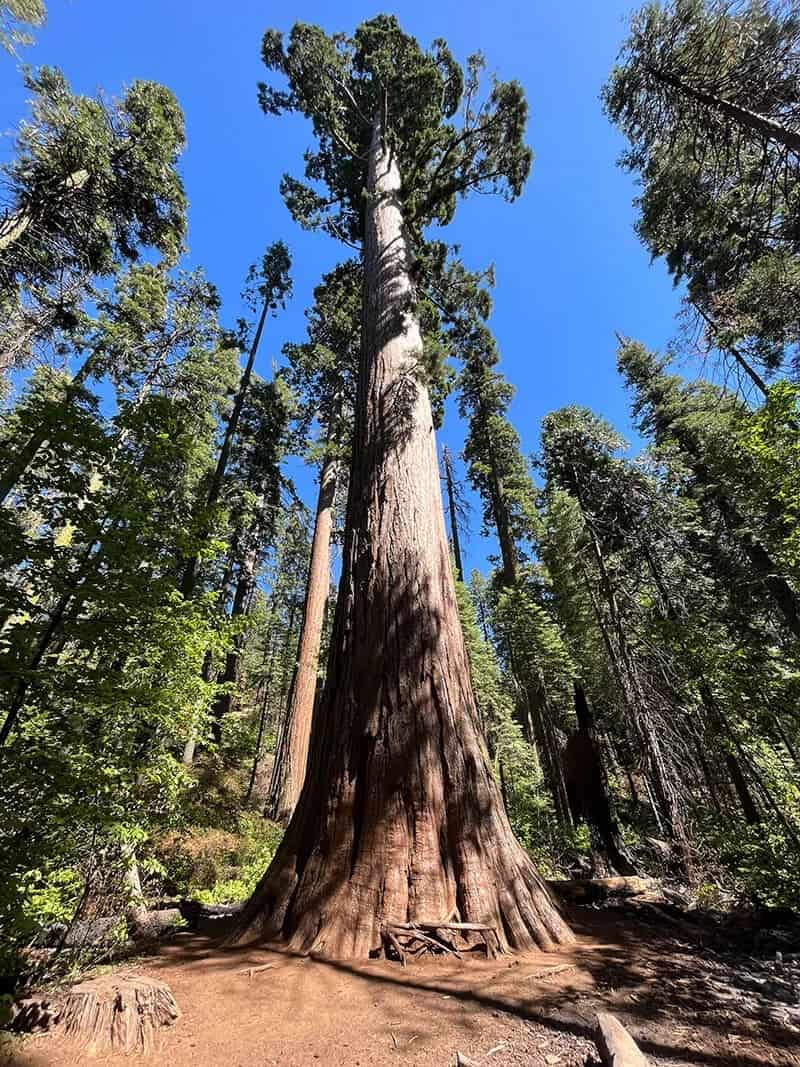 The Giant Sequoia (Sequoiadendron Giganteum)